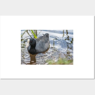 Hawaiian coot 3 Posters and Art